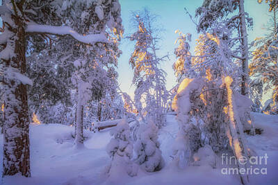 Royalty-Free and Rights-Managed Images - Snowy 4 by Veikko Suikkanen