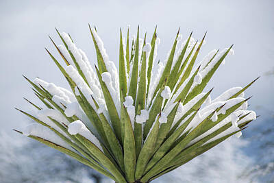 Negative Space Royalty Free Images - Snowy Cactus Brilliance Royalty-Free Image by Katie Dobies