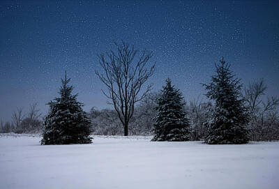 Bright White Botanicals - Snowy Evening by David Beard