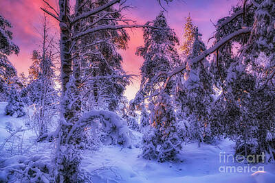 Fathers Day 1 Royalty Free Images - Snowy forest 2 Royalty-Free Image by Veikko Suikkanen