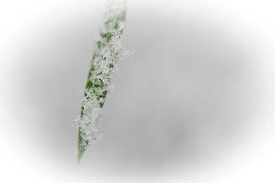 Feathers - Snowy grass by Anita van Hengel