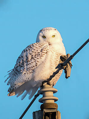 Ships At Sea Royalty Free Images - Snowy Owl Blue Sky - Vertical Royalty-Free Image by Patti Deters