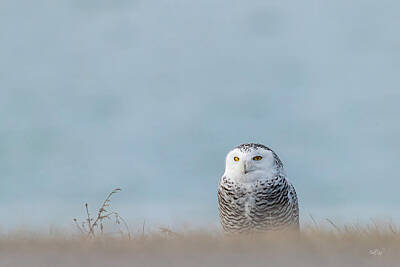 Everet Regal Royalty-Free and Rights-Managed Images - Snowy Owl On Blue II by Everet Regal