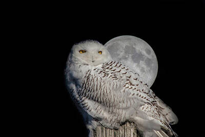 Landscapes Kadek Susanto Royalty Free Images - Snowy Owl on the Moon Royalty-Free Image by Jeff Folger
