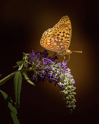 Fantasy Royalty-Free and Rights-Managed Images - Soft Landing on a Butterfly Bush by Janis Knight