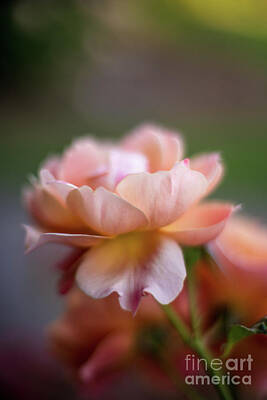 Roses Photos - Soft Peach Belami Rose Bloom by Mike Reid