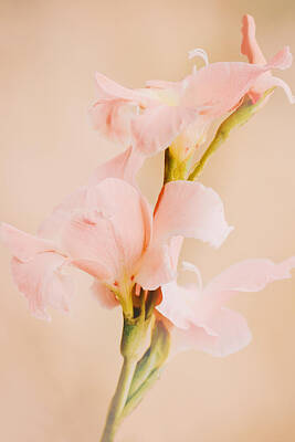 Camels - Soft Pink Flowers Gladiolus Portrait by Gaby Ethington