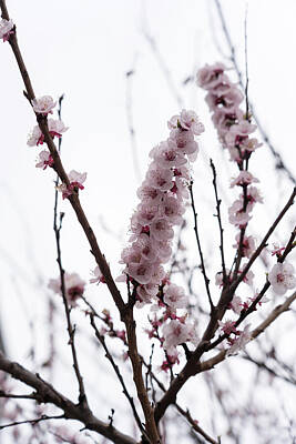 Luck Of The Irish - Soft Pink Spring with Blossoming Sakura Cherry Tree by Georgia Mizuleva