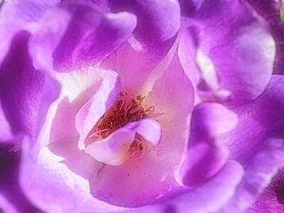 Roses Royalty Free Images - Soft Purple Rose Blossom Royalty-Free Image by Sherilyn Harper