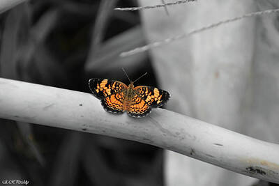 Advertising Archives Rights Managed Images - Solitaire Butterfly Royalty-Free Image by Erin Priddy