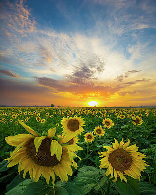 Sunflowers Royalty-Free and Rights-Managed Images - Somewhere With You  by Aaron J Groen