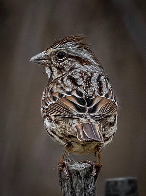 Birds Photos - Song Sparrow by Brian Shoemaker