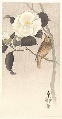 Cowboy - Songbird and flowering camellia 1910 - 1930 Ohara Koson Japanese 1877-1945 by Ohara Koson