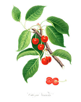 Floral Drawings - Sour Cherry by Giorgio Gallesio