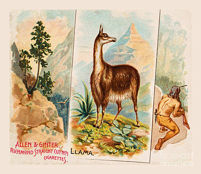 Fireworks - South American Llama in the Andes Mountains circa 1890 by Peter Ogden