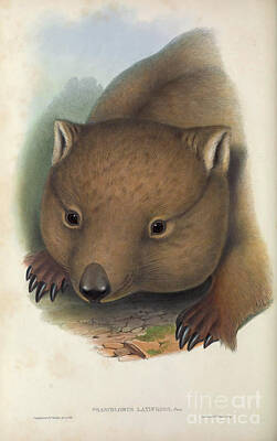 Vintage Signs - southern hairy-nosed wombat Lasiorhinus latifrons c5 by Historic Illustrations