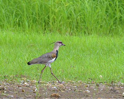 Travel Royalty Free Images - Southern Lapwing Royalty-Free Image by Jim Thompson