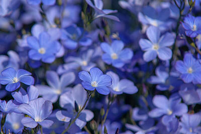 Pediatricians Office Rights Managed Images - Spanish Blue Flax 1 Royalty-Free Image by Jenny Rainbow