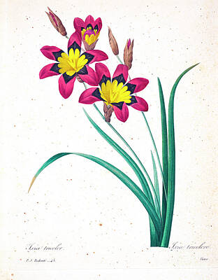 Floral Drawings - Sparaxis tricolor illustration 1827 r1 by Botany