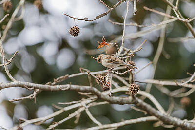 Animals Photos - Sparrow gaze by Null Photography Group