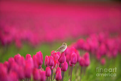 Bear Photography Rights Managed Images - Sparrow Sings on the Edge of a Tulip Royalty-Free Image by Mike Reid