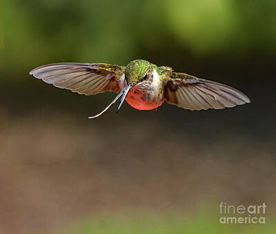 Cartoons Tees - Special Needs Ruby-throated Hummingbird #4 by Cindy Treger