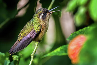Only Orange - Speckled Hummingbird Finca Florida Cali Valle del Cauca Colombia by Adam Rainoff