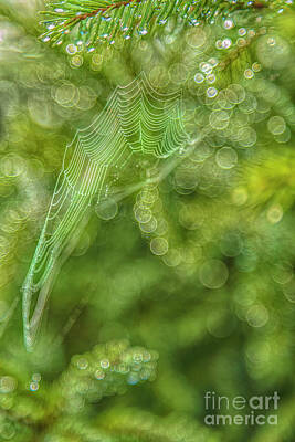 Impressionism Photo Royalty Free Images - Spider web 7 Royalty-Free Image by Veikko Suikkanen