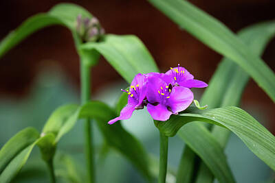 Scott Bean Rights Managed Images - Spiderwort Royalty-Free Image by Scott Bean