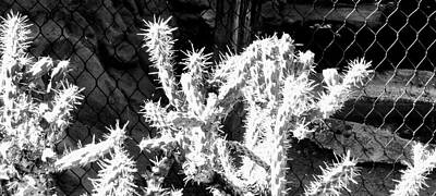 Purely Purple Rights Managed Images - Black and white cactus  Royalty-Free Image by Brittany M