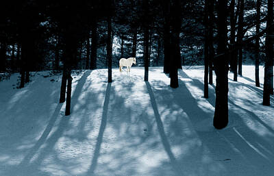 Dog Illustrations Rights Managed Images - Spirit Pony in a Shadowed Wood Royalty-Free Image by Wayne King