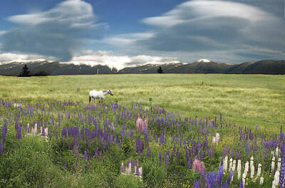 Whimsical Animal Illustrations - Spirit Pony in High Country Lupine Field by Wayne King