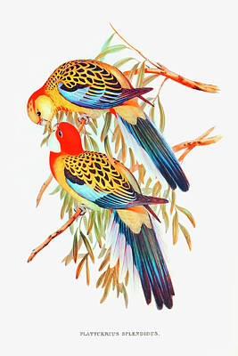 Birds Drawings - Splendid Parakeet by Elizabeth Gould