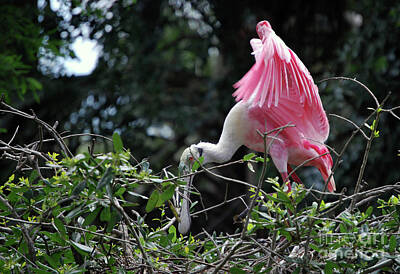 Typographic World Royalty Free Images - Spoonbill Inspecting The Nest Royalty-Free Image by Skip Willits