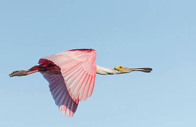 Spaces Images Royalty Free Images - Spoonbill Royalty-Free Image by Puttaswamy Ravishankar