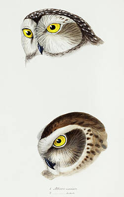 Animals Paintings - Spotted Owl - Boobook Owl by Celestial Images