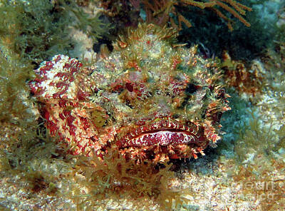 Negative Space Rights Managed Images - Spotted Scorpionfish 7 Royalty-Free Image by Daryl Duda