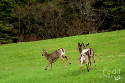 Laundry Room Signs - Spring Deer by Alana Ranney