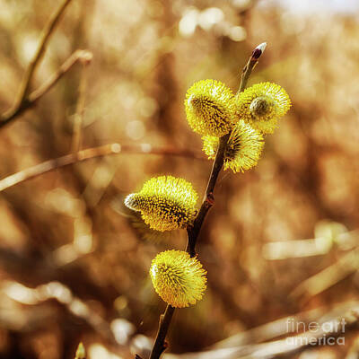 Impressionism Photo Royalty Free Images - Spring fireworks Royalty-Free Image by Veikko Suikkanen