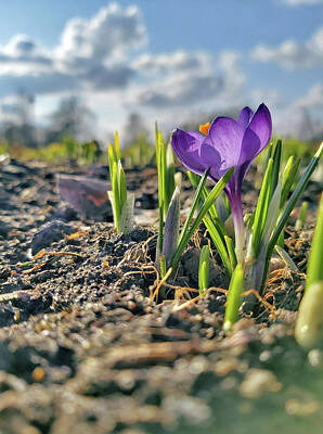 Travel Pics Digital Art Royalty Free Images - Spring flower. Royalty-Free Image by Andy i Za