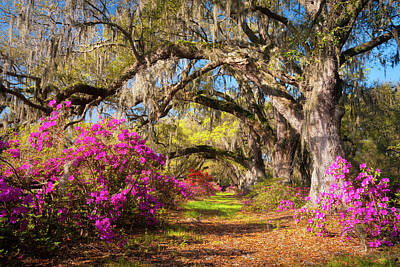 Colorful People Abstract - Spring Flowers Charleston SC Azalea Blooms Deep South Landscape Photography by Dave Allen