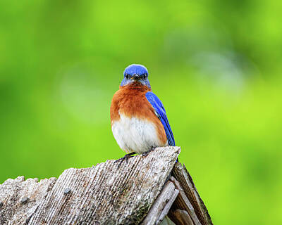 Landmarks Photos - Spring Green Bluebird by Rachel Morrison