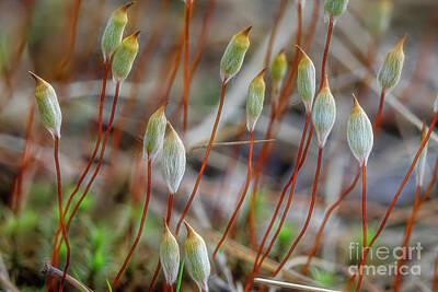 Sultry Flowers - Spring in the moss 3 by Veikko Suikkanen