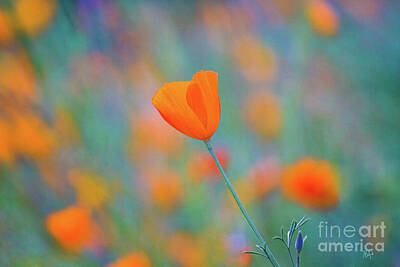 Mountain Royalty-Free and Rights-Managed Images - Spring Poppy by Anthony Michael Bonafede
