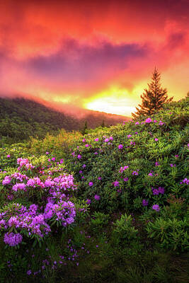 Caravaggio - Spring Rhododendron Flowers Sunset Landscape Blue Ridge Mountains Tennessee Appalachian Trail by Dave Allen