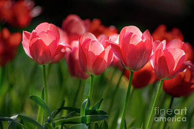 Caravaggio - Spring Tulips by Darleen Stry