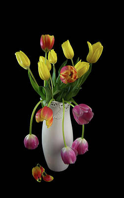 Urban Abstracts Royalty Free Images - Spring Tulips in White Vase - Black Background Royalty-Free Image by Patti Deters