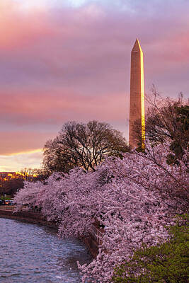 Royalty-Free and Rights-Managed Images - Springtime In DC by Andrew Soundarajan