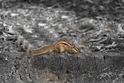 Rustic Cabin - Squirrel on the boundary wall by Nilu Mishra