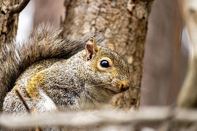 Comics Photos - Squirrel Up Close by Rick Nelson